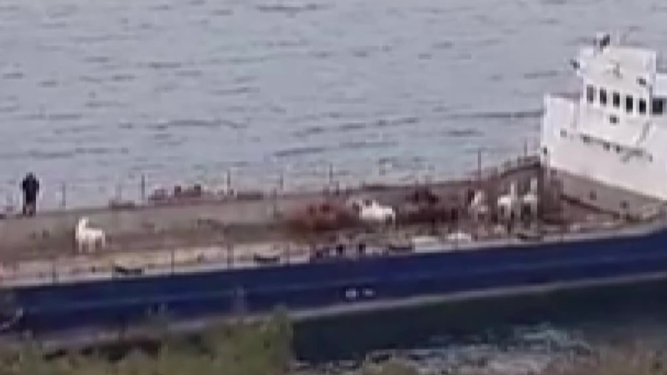 Yıkım bitti, atlar böyle götürüldü