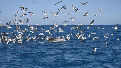 Yer Antalya: Sürü halinde avlandılar!