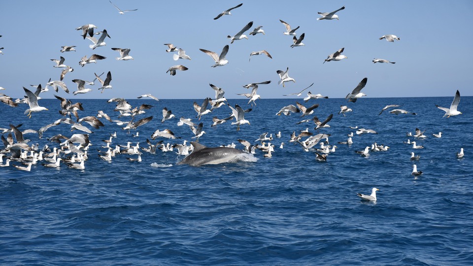 Yer Antalya: Sürü halinde avlandılar!