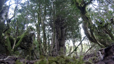 Yolunu kaybeden dağcılar buldu... Koruma altına alındı