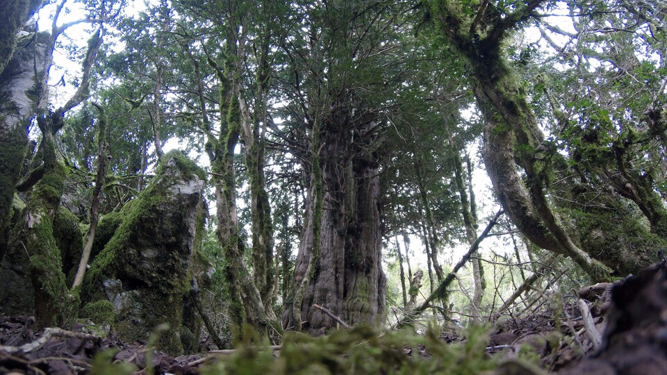 Yolunu kaybeden dağcılar buldu... Koruma altına alındı