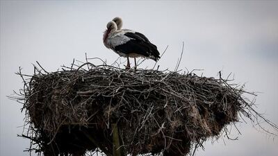 'Leylek Köyü' kuş cenneti olacak