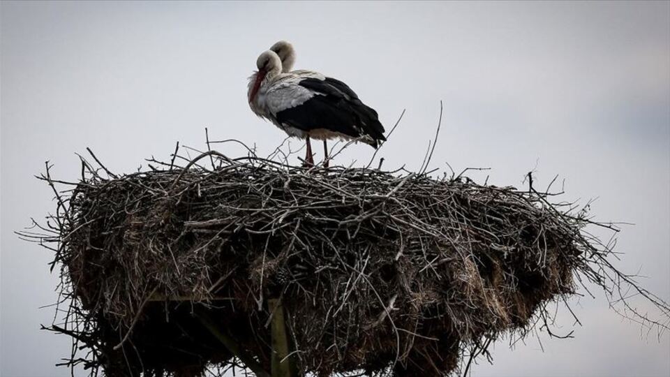 'Leylek Köyü' kuş cenneti olacak
