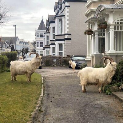 Sosyal medyada paylaşıldı... Sokaklar onlara kaldı