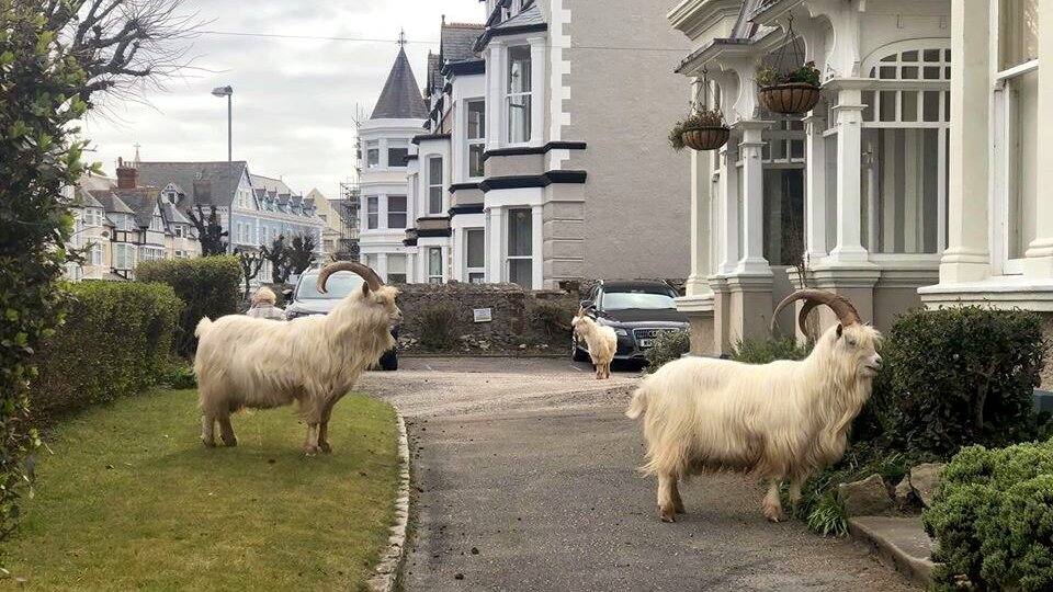 Sosyal medyada paylaşıldı... Sokaklar onlara kaldı