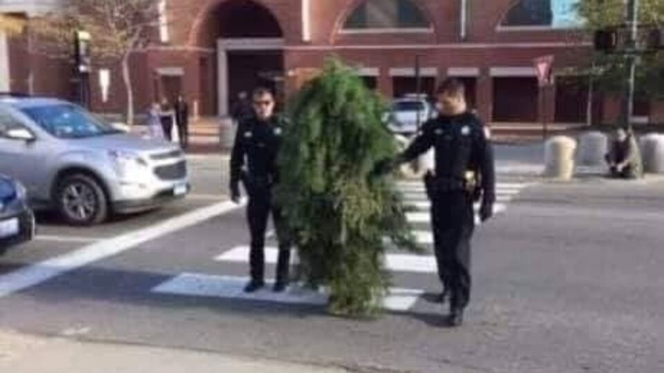 Ağaç kılığına girerek yasağı hiçe saydı