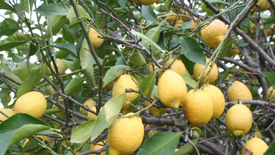 Martta fiyatı en fazla artan ürünün limon