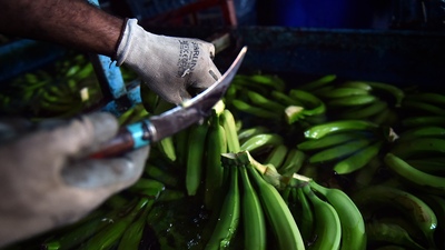 Yerli muzda hedef 700 bin ton