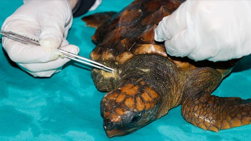 Yaralı caretta carettalara hassas bakım