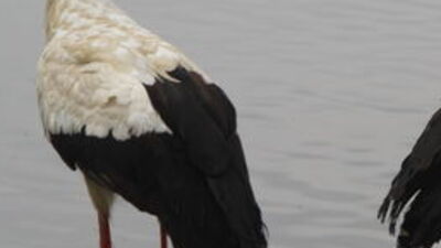 Yaralı halde bulunmuşlardı...