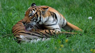 Kaplan Nadia koronavirüse yakalandı