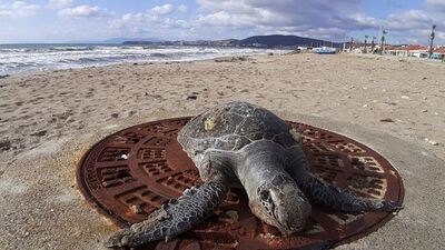 Son gelişleri oldu! Bir ayda 8 ölüm!
