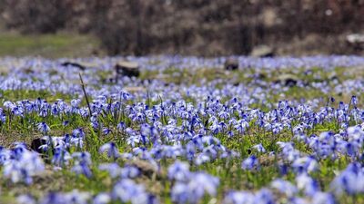 Mavi kardelenler doğaya renk kattı