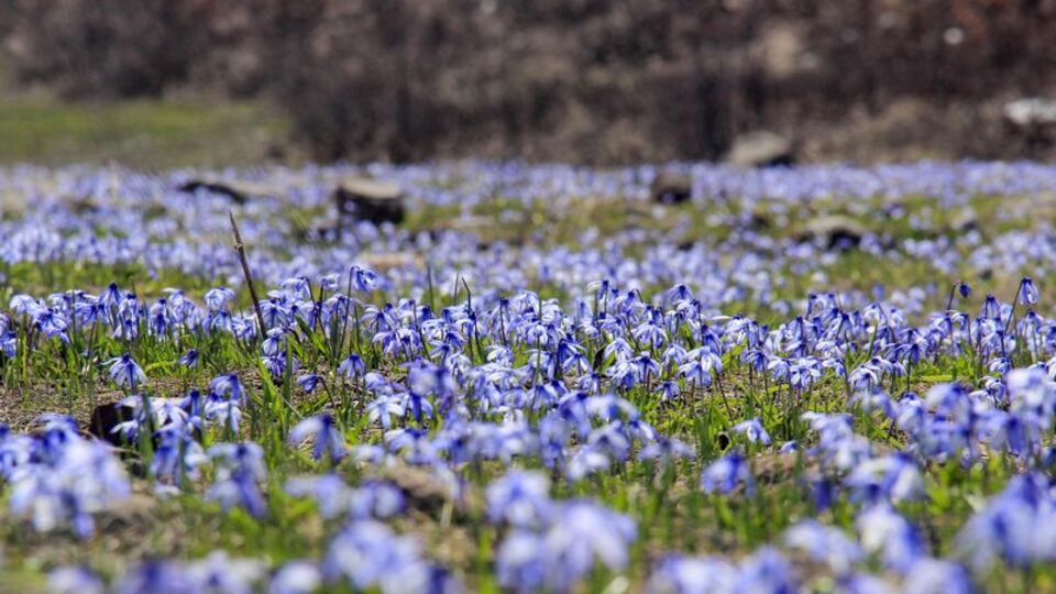 Mavi kardelenler doğaya renk kattı