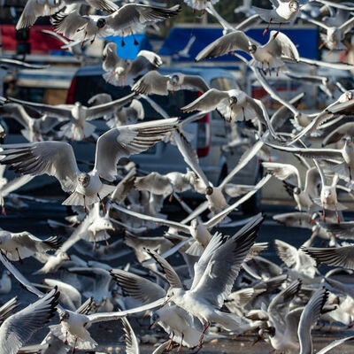 Başkentlileri şaşırtan istila!
