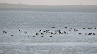Koronavirüs önlemleri göçmen kuşlara yaradı