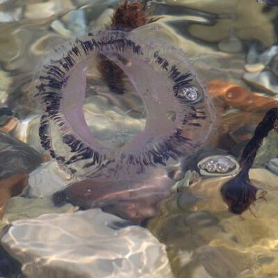 Kuşadası'nda görüldü! Ölüyken bile zehir saçıyor