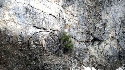 Dağ keçisinin 'drone' la imtihanı