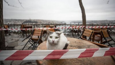 'Koronavirüsten korumak için kedilerinizi evde tutun'