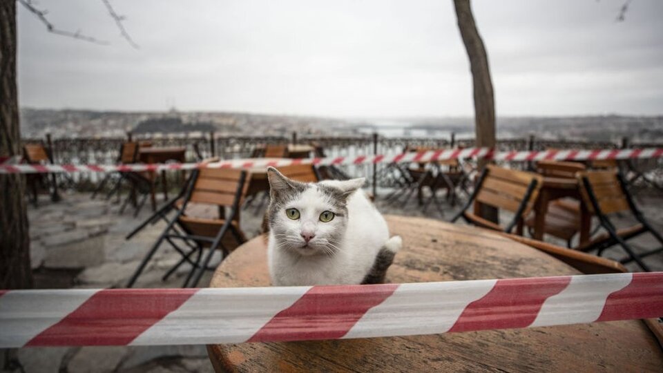 'Koronavirüsten korumak için kedilerinizi evde tutun'