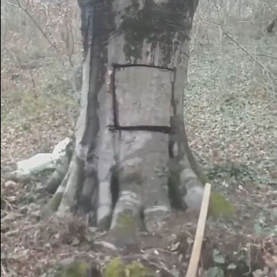 Ağaçtaki o kapıya soruşturma!