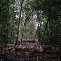 Koronavirüs dış dünyadan izole kabileye sıçradı!