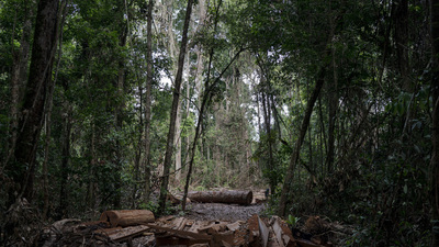 Koronavirüs dış dünyadan izole kabileye sıçradı!