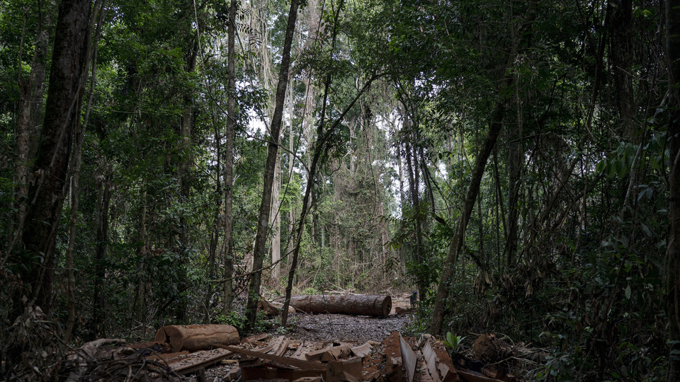Koronavirüs dış dünyadan izole kabileye sıçradı!