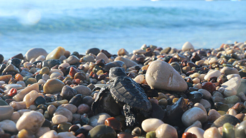Sahillerin boş olması onlara yaradı
