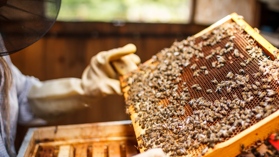 Bal ihracatından 6,9 milyon dolar gelir