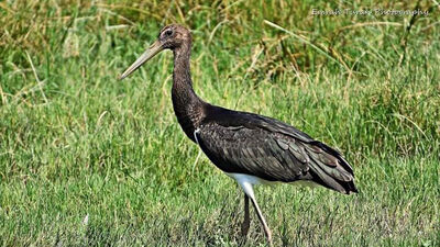 Her yıl 15 bin kilometre uçuyor