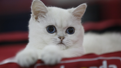 Kediler de koronavirüs riski altında!