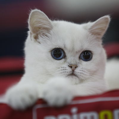 Kediler de koronavirüs riski altında!