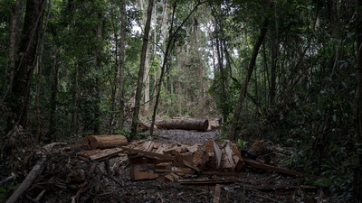 Dış dünyadan izole kabilede koronadan ilk can kaybı!