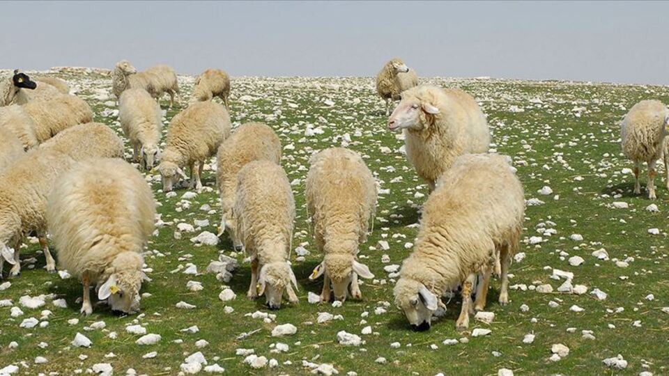 Çoban desteği bugün ödenecek