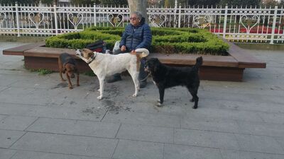 Yasağa rağmen sokağa çıktı! "Haberim yoktu!"