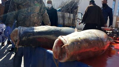 Fırat'ın devleri şaşırttı! Mesafe unutuldu