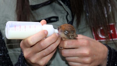 Kesilen ağacın gövdesinde bulunmuşlardı...