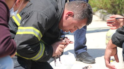 Yangından kurtarılan kedi yavruları suni teneffüsle kurtarıldı
