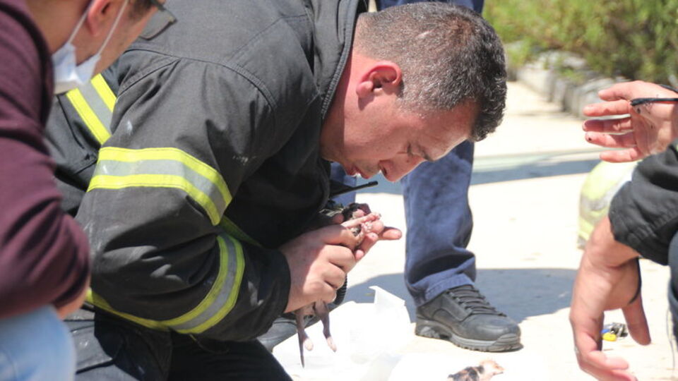 Yangından kurtarılan kedi yavruları suni teneffüsle kurtarıldı