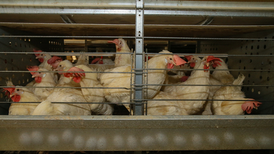 Tavuk eti üretimi şubatta arttı