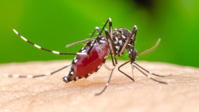 Sarı humma hastalığı nedir?