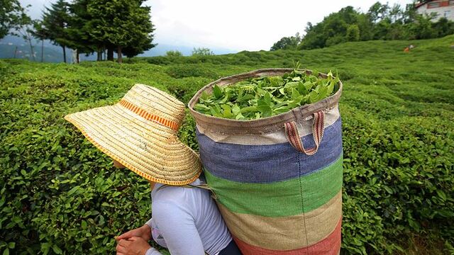 Çay ihracatı yüzde 51 arttı