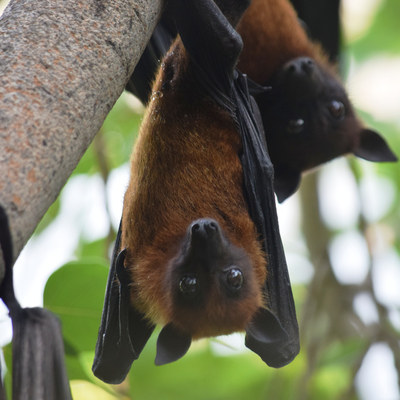 Yarasalarda yeni bir koronavirüs türü daha tespit edildi