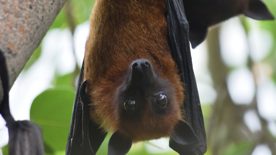 Yarasalarda yeni bir koronavirüs türü daha tespit edildi