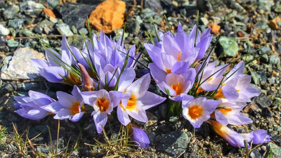 Sadece o ilimizde bulunuyor! Yeni keşfedildi