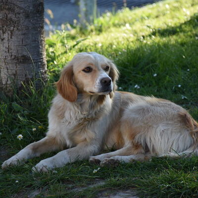 Bartın'ın Hachiko'su!