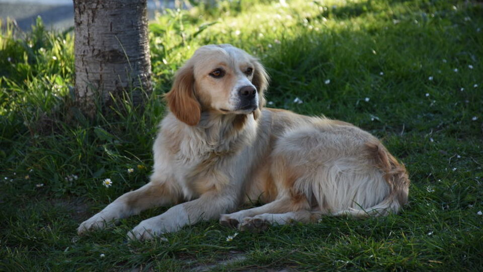 Bartın'ın Hachiko'su!