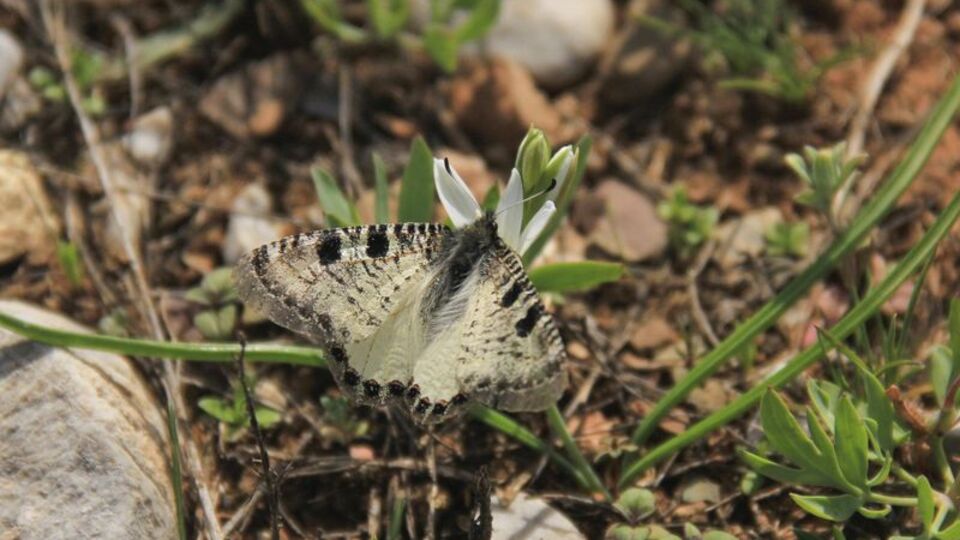 Vadi kelebek ve tırtıllarla renklendi