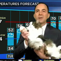 Kedi yayını bastı, fenomen oldu!